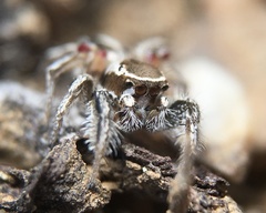 Habronattus formosus