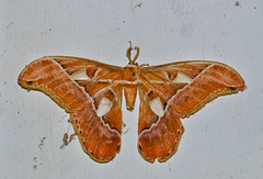 Rothschildia hesperus
