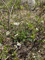 Callianthemum sajanense