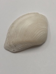 Kalolophus speciosus