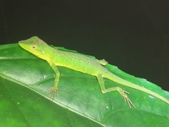 Pseudocalotes tympanistriga