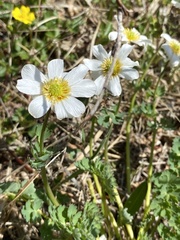 Callianthemum sajanense