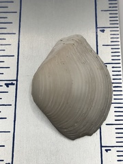 Kalolophus speciosus