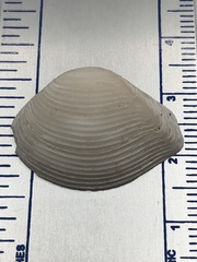 Kalolophus speciosus