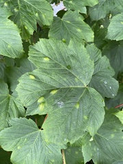 Aceria pseudoplatani