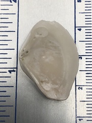 Kalolophus speciosus