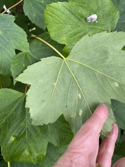 Aceria pseudoplatani