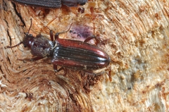 Bothrideres bipunctatus