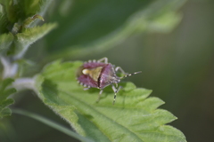 Dolycoris