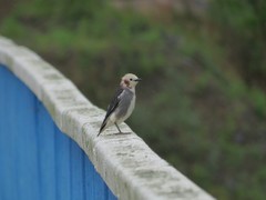 Agropsar philippensis