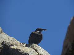 Cinclodes nigrofumosus