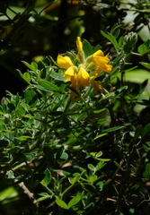 Genista maderensis image