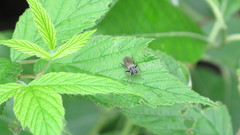 Cordilura pubera