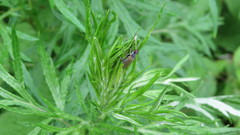 Cordilura pubera