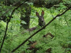 Moschus moschiferus