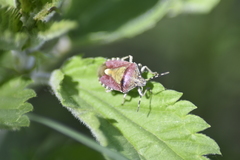Dolycoris