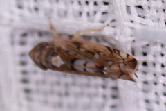 Scaphoideus opalinus