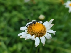 Synanthedon pictipes
