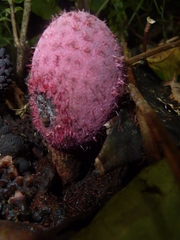 Corynaea