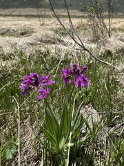 Primula nivalis