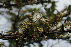 Vachellia mayana