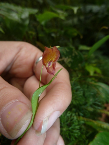 Wendlandii Orchid