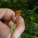 Lepanthes wendlandii - Photo (c) dbdrummey, some rights reserved (CC BY-NC)
