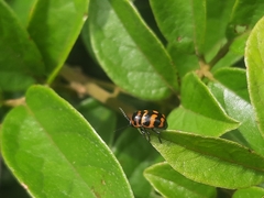 Cryptocephalus trifasciatus