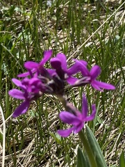 Primula nivalis