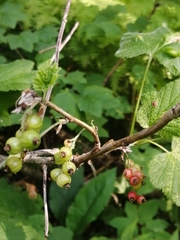 Ribes atropurpureum