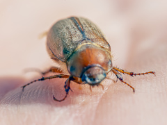 Amphimallon assimile