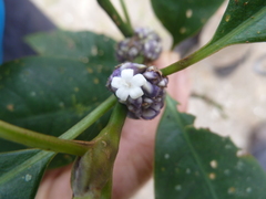 Palicourea axillaris
