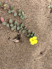 Camissoniopsis cheiranthifolia cheiranthifolia