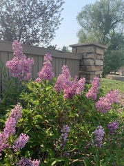 Syringa josikaea
