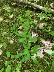 Sericocarpus asteroides