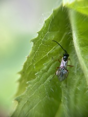 Ichneumonidae