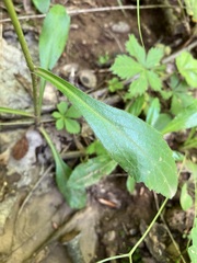Sericocarpus asteroides