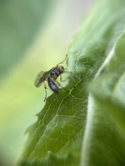 Ichneumonidae