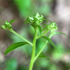 Sericocarpus asteroides