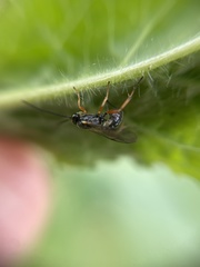 Ichneumonidae