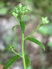 Sericocarpus asteroides