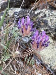 Astragalus laguroides