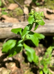 Sericocarpus asteroides