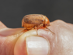 Amphimallon assimile