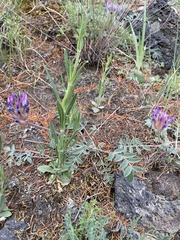 Astragalus laguroides