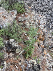 Sisymbrium heteromallum