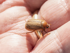 Amphimallon assimile