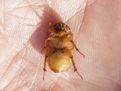 Amphimallon assimile