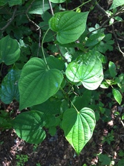 Dioscorea quaternata