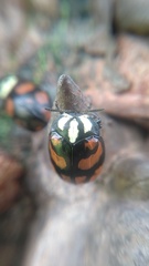 Ogdoecosta biannularis